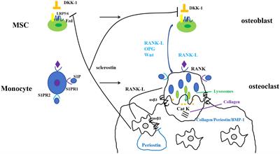 Research progress of periostin and osteoporosis